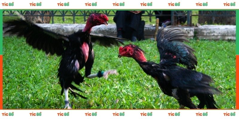 Bí Quyết Bắt Kèo Đá Gà TIC88 Dễ Thắng Cho Người Mới