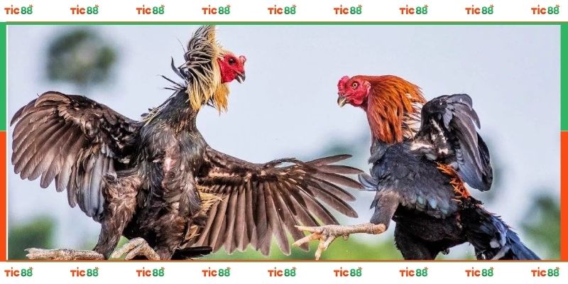 Trải nghiệm đá gà kịch tính và hấp dẫn cùng TIC88
